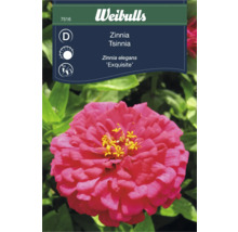 Fröpåse Zinnia ''Exquisite''