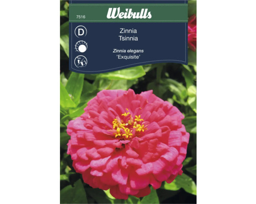 Blomfrö WEIBULLS Zinnia 'Exquisite'