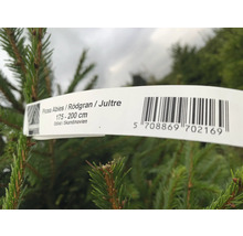 Nordmannsgran med etikett som anger storleken 175 till 200 centimeter