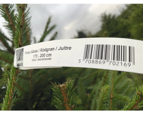 Nordmannsgran med etikett som anger storleken 175 till 200 centimeter