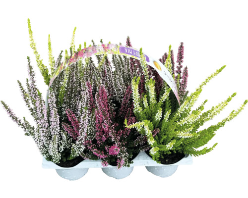 Ljung Calluna vulgaris 6-pack