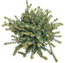 Ljungväxt med gröna blad och gula blommor