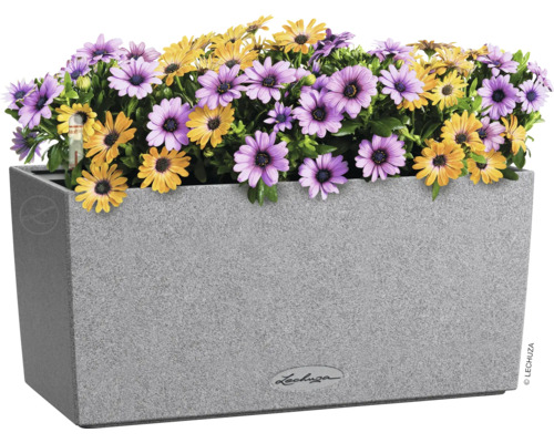 Rektangulär blomlåda med gula och lila prästkragar