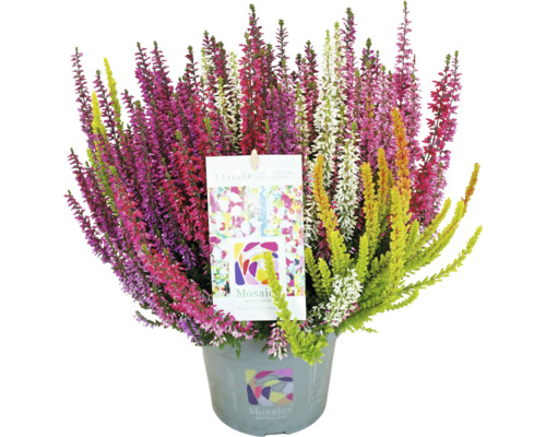 Ljung FLORASELF Calluna vulgaris Beauty Ladies Mosaica krukstorlek Ø14cm