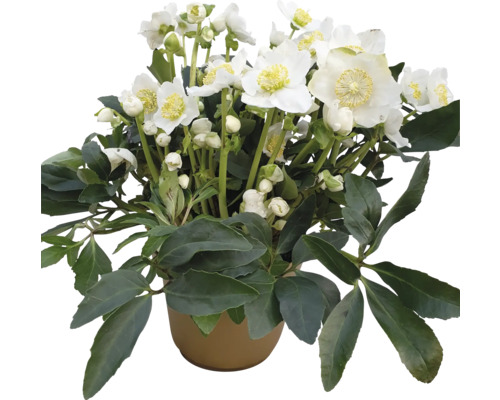 Julros FLORASELF Helleborus niger WinterSun® 'Excellent' krukstorlek Ø21cm