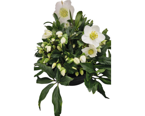 Julros FLORASELF Helleborus niger WinterSun® 'Pure' krukstorlek Ø21cm