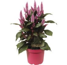 Krukväxt tuppkam i en kruka