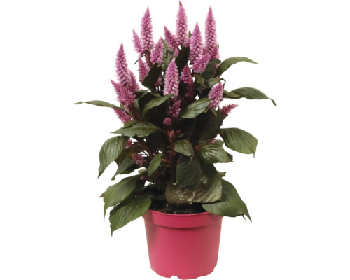 Krukväxt tuppkam i en kruka