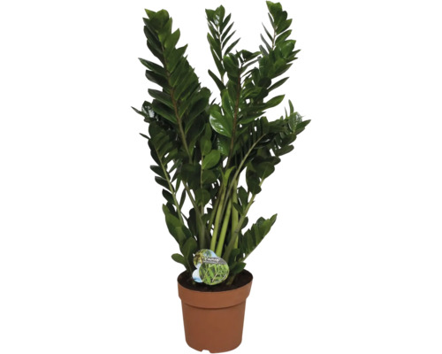 Zamioculcas krukväxt i kruka