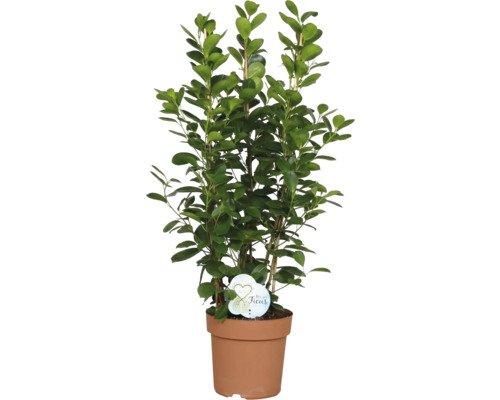 Ficus krukväxt i kruka