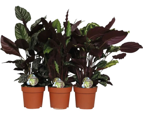 Tre krukväxter av släktet Calathea i terrakottakrukor