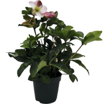Julros FLORASELF Helleborus orientalis 'Spring Princess' rosa krukstorlek Ø17cm fyllda blommor