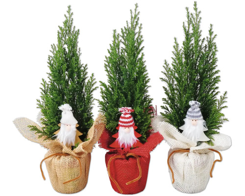 Ädelcypress Ellwoodii med tomte FLORASELF 20-30cm krukstorlek Ø9cm minijulgran lämplig för plantering