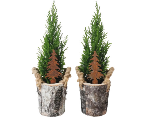 Ädelcypress Ellwoodii barkkruka FLORASELF 25-35cm krukstorlek Ø13cm minijulgran lämplig för plantering