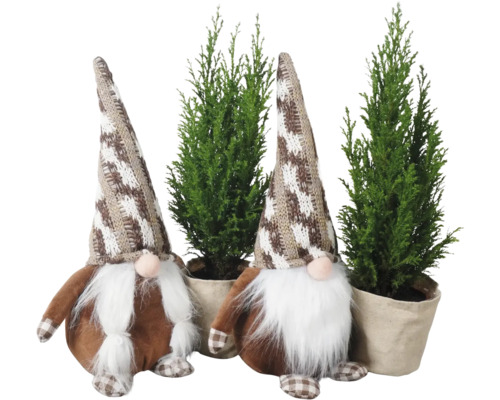 Ädelcypress Ellwoodii med stor tomte FLORASELF 20-30cm krukstorlek Ø9cm minijulgran lämplig för plantering