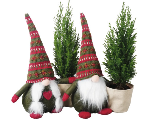 Tomte med ädelcypress Ellwoodii FLORASELF 20-30cm krukstorlek Ø9cm minijulgran lämplig för plantering