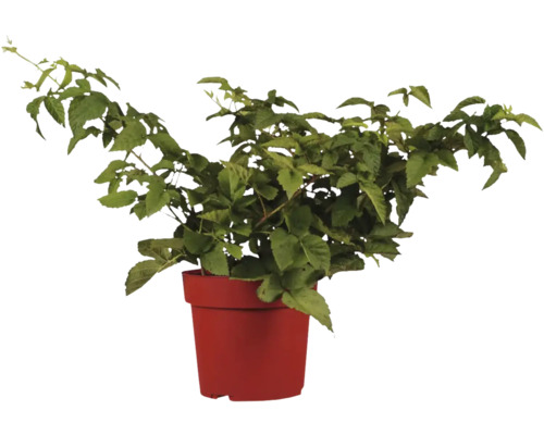 Björnbärsplanta i blomkruka