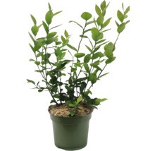 Blåbärsbuske i en kruka