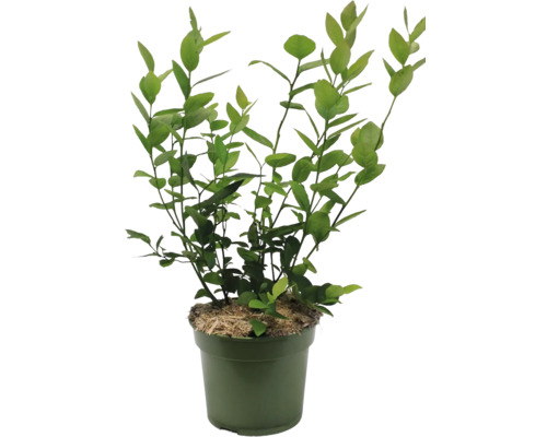 Blåbärsbuske i en kruka