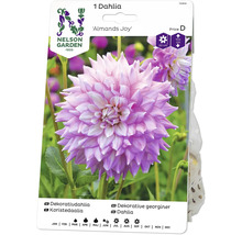 Dahlia ''Almands Joy'' växt