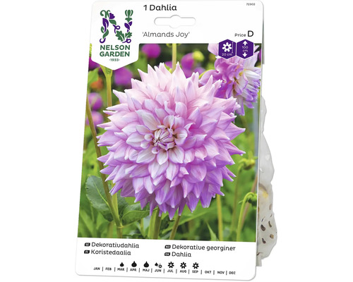 Blomsterlök NELSON GARDEN Dahlia hög dekorativ Almands Joy