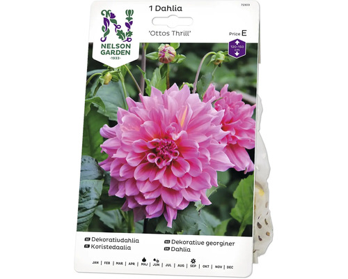 Blomsterlök NELSON GARDEN Dahlia hög dekorativ Otto's Thrill