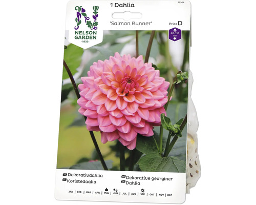 Blomsterlök NELSON GARDEN Dahlia hög dekorativ Salmon Runner