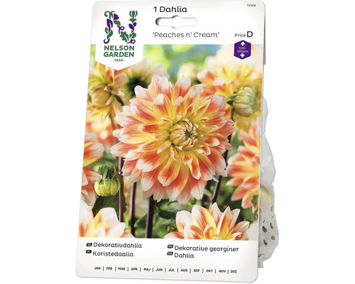 Blomsterlök NELSON GARDEN Dahlia hög dekorativ Peaches n'Cream LS