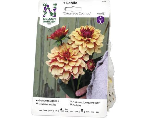 Blomsterlök NELSON GARDEN Dahlia hög dekorativ Creme de Cognac