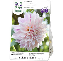 Dahlia ''Café au Lait'' i försäljningspaket