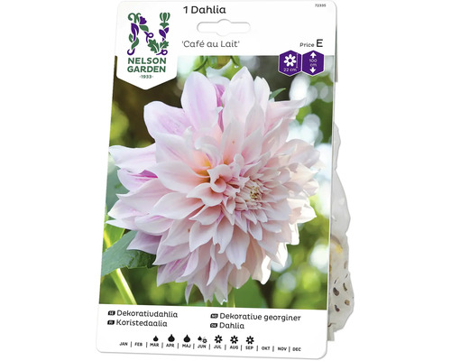 Blomsterlök NELSON GARDEN Dahlia hög dekorativ Cafe au Lait gräddrosa