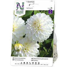 Blomsterlök NELSON GARDEN Dahlia åg dekorativ Wittem vit/ljuslila
