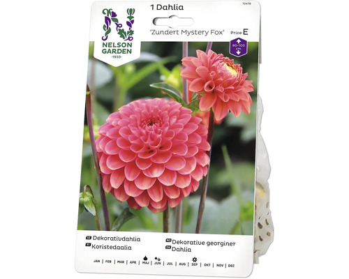 Blomsterlök NELSON GARDEN Dahlia hög boll Zundert Mystery Fox