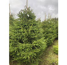 Rad av Nordmannsgranar till julgransförsäljning