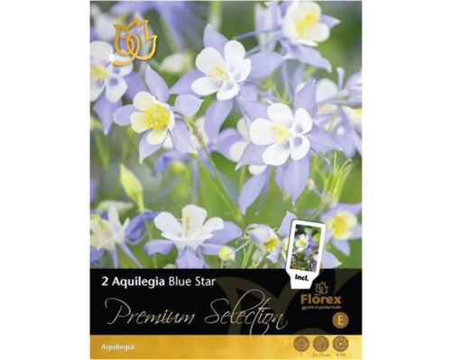 Akleja rhizom Aquilegia Premium Selection 'Blue Star' 2st