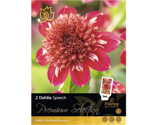 Blomsterlök Dahlia Premium Selection 'Speech' 1st