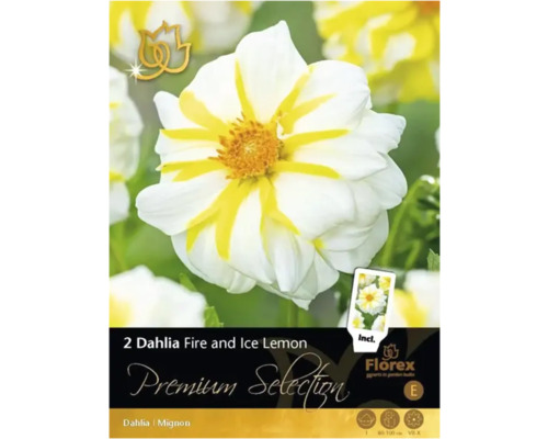 Blomsterlök Dahlia Premium Selection 'Fire and Ice' 1st