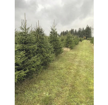 Julgransodling med granar i rader på ett fält