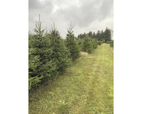 Julgransodling med granar i rader på ett fält