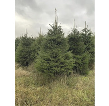 Fält med flera julgranar