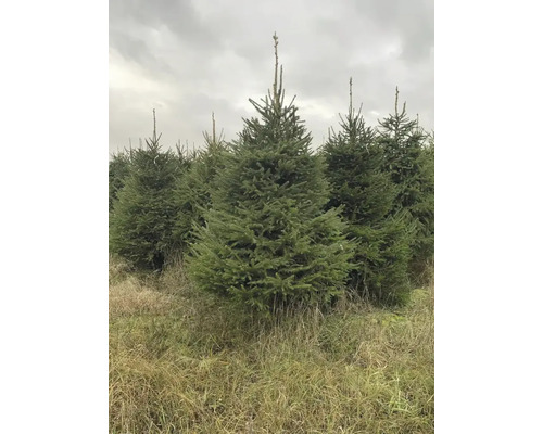 Fält med flera julgranar