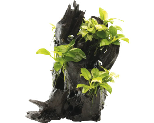 Akvarieväxt DENNERLE PLANTS rot Anubias spp. Hills ca 14x8x24cm