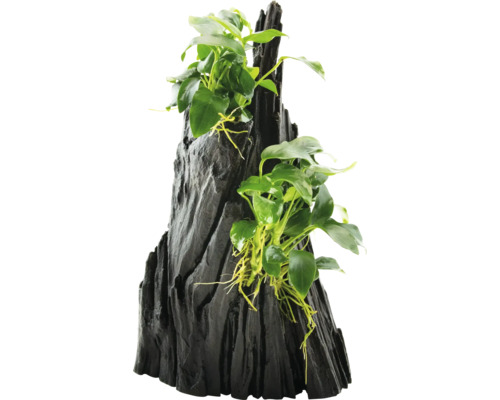 Akvariedekoration med Anubias på trärot