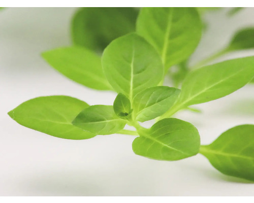 Närbild av basilika blad