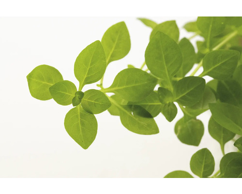 Basilika växt med gröna blad