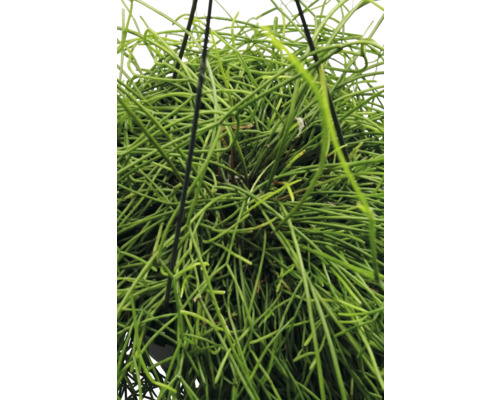 Närbild av rutenförmige krukväxt