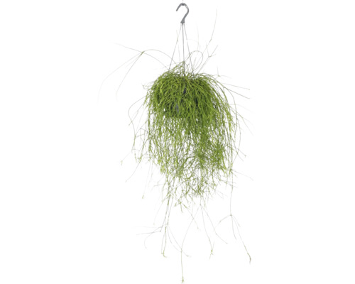 Hängande Rhipsalis krukväxt med krok