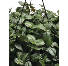 Hängande växt med gröna blad
