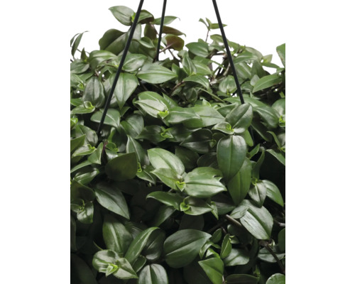 Hängande växt med gröna blad