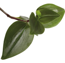 Närbild av en Tradescantia TriColour stickling